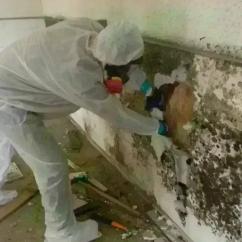 Mold Remediation and Removal in Hopewell, NJ